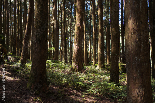 Wallpaper Mural Giant trees growing in Alishan Township Torontodigital.ca