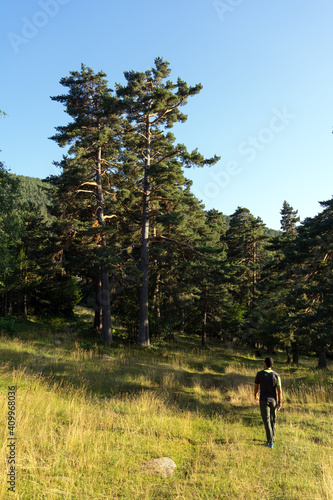 Man walking into the pine forest photo