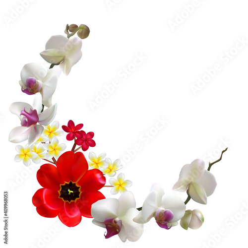 Tropical flower. Orchids. Phalaenopsis. The buds. Petals. White background. Isolated. Pink. Plumeria. Frangipani. Red. Yellow.