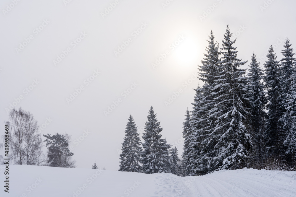 white winter and snowy road in the woods where the trees are snowy white white winter and snowy road in the woods where the trees are snowy white