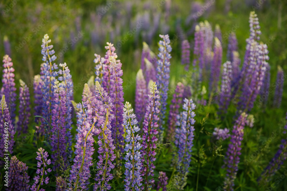 blooming beautiful lupine flowers in summer at sunset blooming beautiful lupine flowers in summer at sunset