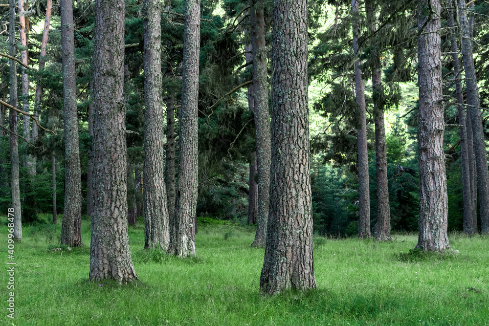 Lillo pine forest in the Montaña de Riaño Regional Park, León, Spain Lillo pine forest in the Montaña de Riaño Regional Park, León, Spain