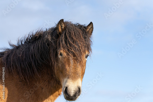 Head of a wild Exmoor pony  against a blue sky in nature reserve in Fochteloo  the Netherlands