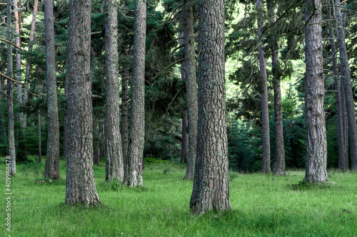 Lillo pine forest in the Monta√±a de Ria√±o Regional Park, Le√≥n, Spain photo