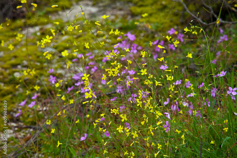Parque Natural Sierra de Andújar, Jaen, Andalucía, España Parque Natural Sierra de Andújar, Jaen, Andalucía, España