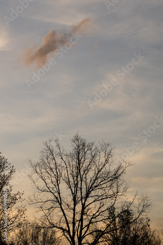 Sunset reflecting off clouds over silhouetted trees in winter photo