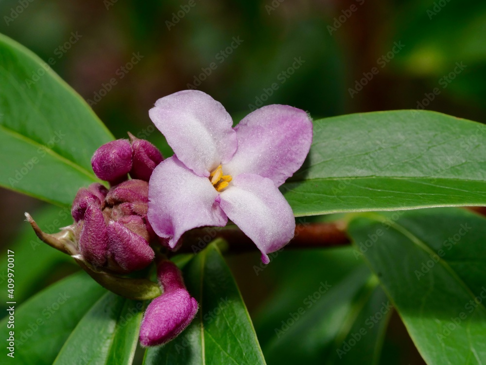 Purple flowers of daphne bholua. Daphne bholua, the Nepalese paper