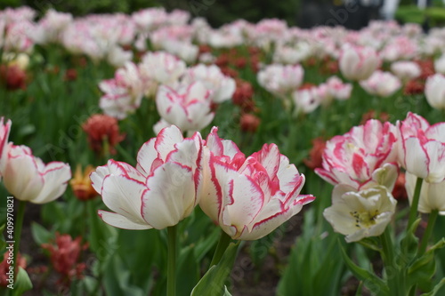pink and white tulip flowers at the tulip festival in Ottawa