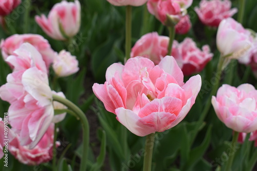 pink and white tulip flowers at the tulip festival in Ottawa