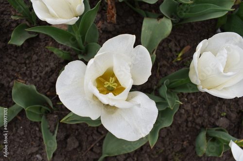 closeup of white flowers in the garden