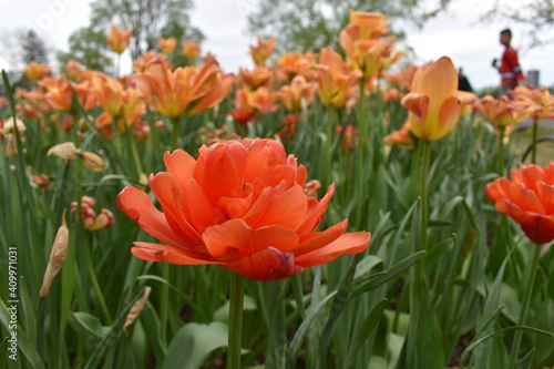 closeup of orange flowers