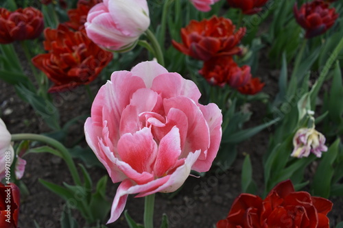 pink and white tulip flowers at the tulip festival in Ottawa