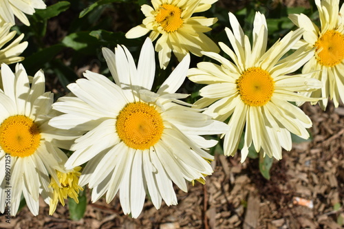 closeup of a white daisy in a flower bed