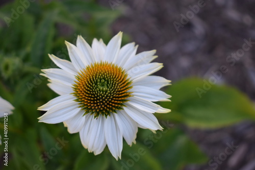 closeup of a white daisy in a flower bed