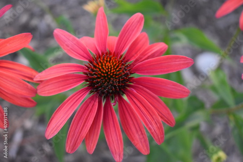 closeup of a red flower
