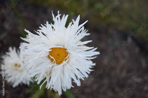closeup of a white daisy in a flower bed