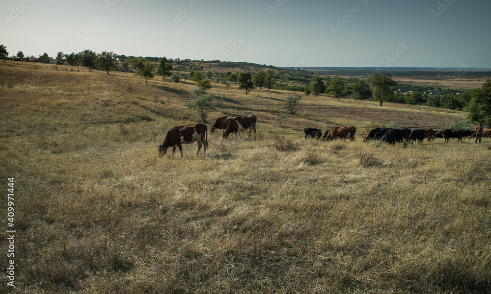 Fototapeta premium Cows graze in the steppe.