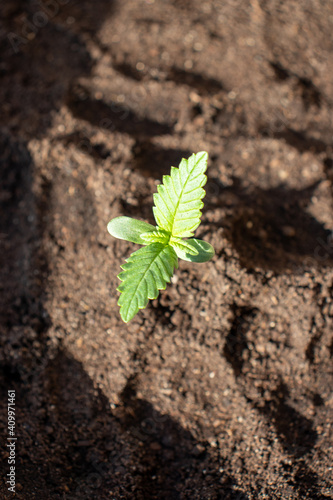 Fototapeta Low Ryder sprout planted in the ground is a low Ryder photo 2