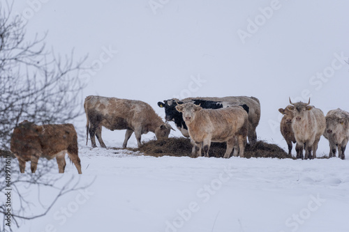 Bulls and cows are in a pasture where it is snowy in winter, she all stands by a pile of food and eats