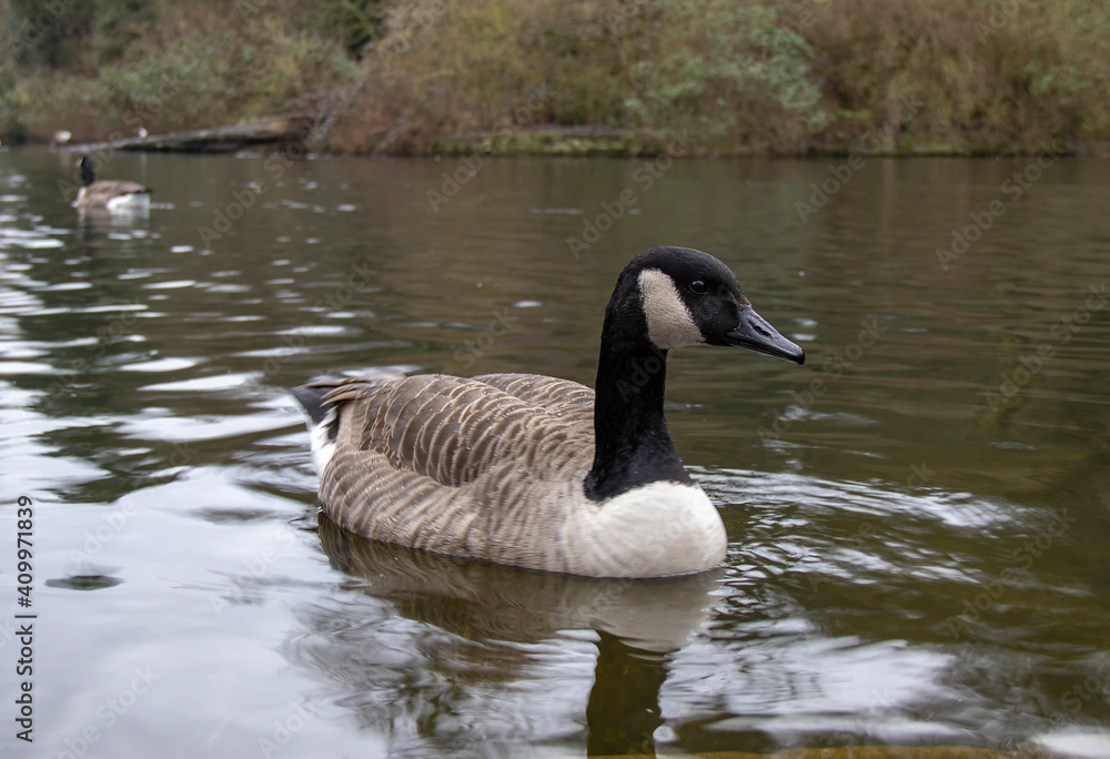 An adult Canada Goose (Branta canadensis) An adult Canada Goose (Branta canadensis)