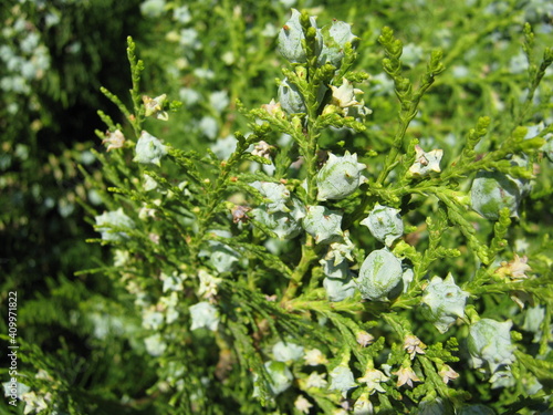 Thuja flower