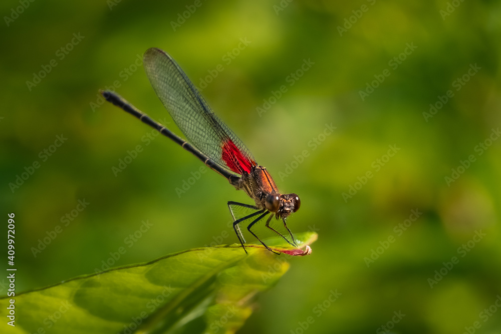 An American Rubyspot Damselfly (Hetaerina americana) perched on a leaf.