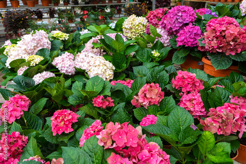 Blooming hydrangea flowers in a plant store in Asia
