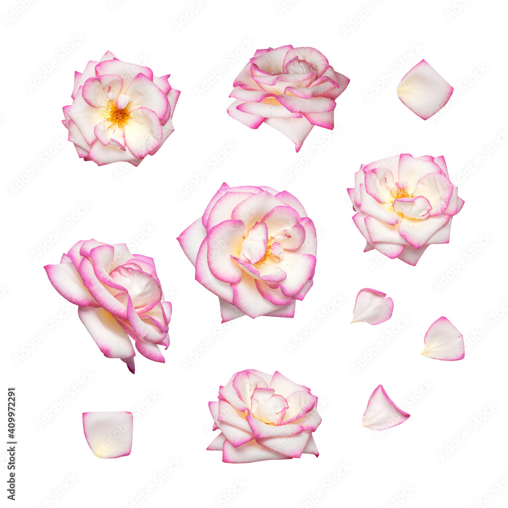 White Roses With Pink Tips Wallpaper