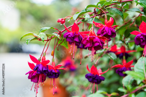 Vibrant color saturated fuchsia hybrida in a flower park photo
