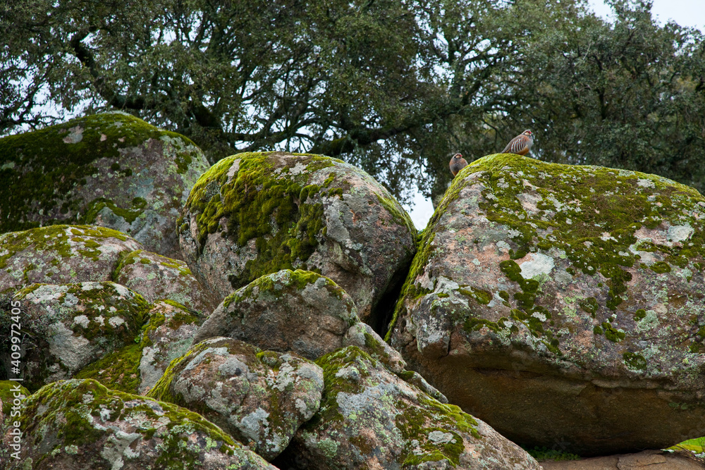 Perdices rojas, Parque Natural Sierra de Andújar, Jaen, Andalucía, España Perdices rojas, Parque Natural Sierra de Andújar, Jaen, Andalucía, España