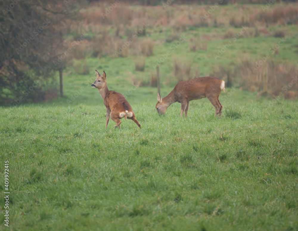 Obraz premium A lady Roe Deer doing what a lady has to do in a field, having a pee 