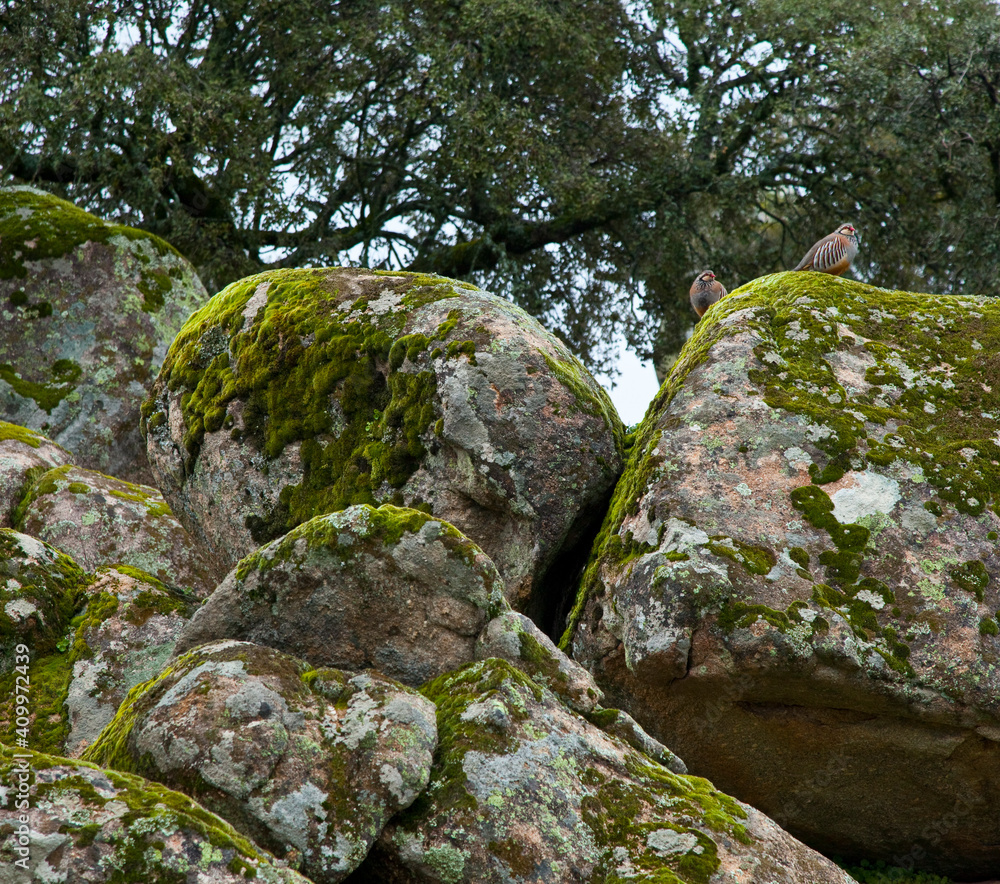 Perdices rojas, Parque Natural Sierra de Andújar, Jaen, Andalucía, España Perdices rojas, Parque Natural Sierra de Andújar, Jaen, Andalucía, España