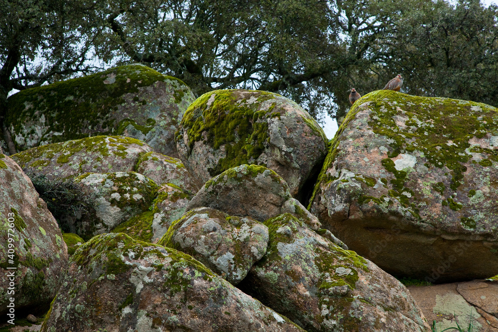 Perdices rojas, Parque Natural Sierra de Andújar, Jaen, Andalucía, España Perdices rojas, Parque Natural Sierra de Andújar, Jaen, Andalucía, España