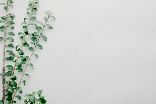 Multiple green leaves on twigs