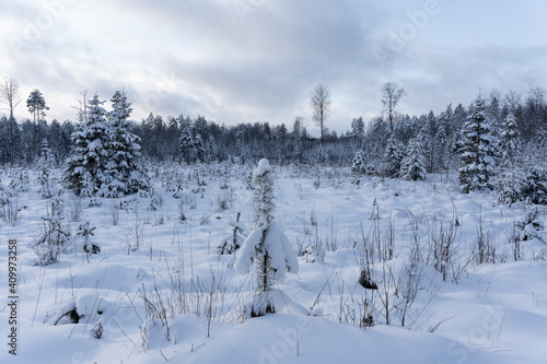 small Christmas tree and sun pines have grown in the forest clearing and are covered with white fluffy snow