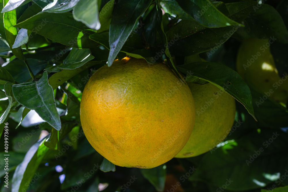 Fresh oranges growing on citrus tree in lush garden in countryside at daytime Fresh oranges growing on citrus tree in lush garden in countryside at daytime