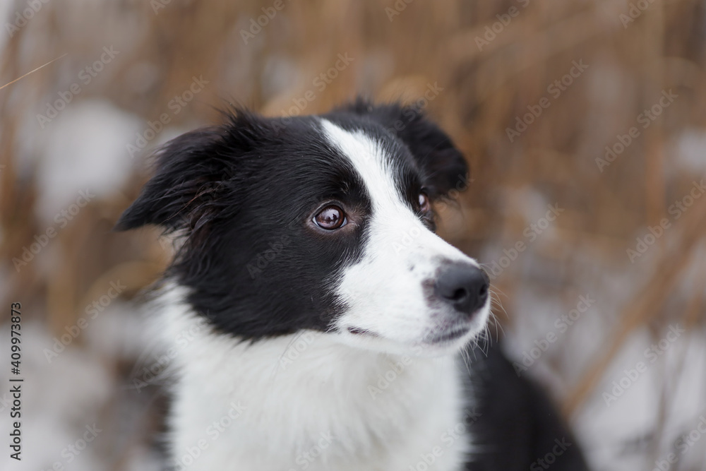 Portrait of young female dog of border collie breed of white and black color at winter nature