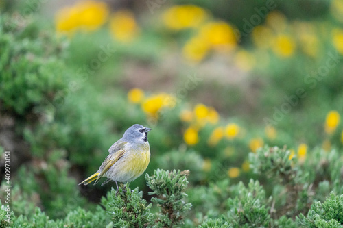 The Black-throated Finch (Melanodera melanodera) photo