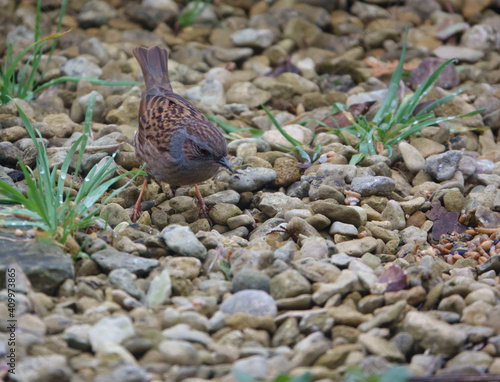 a Dunnock hunts for food amongst pebbles