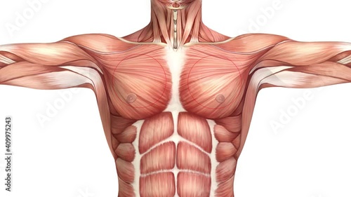 The human body, the muscles. Selected muscles of the chest