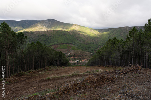 Fotografia, Obraz Firebreak in a forest full of pine trees with a small group of houses at the bottom of the hill