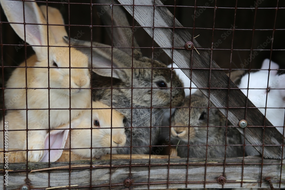Obraz premium rabbit in cage