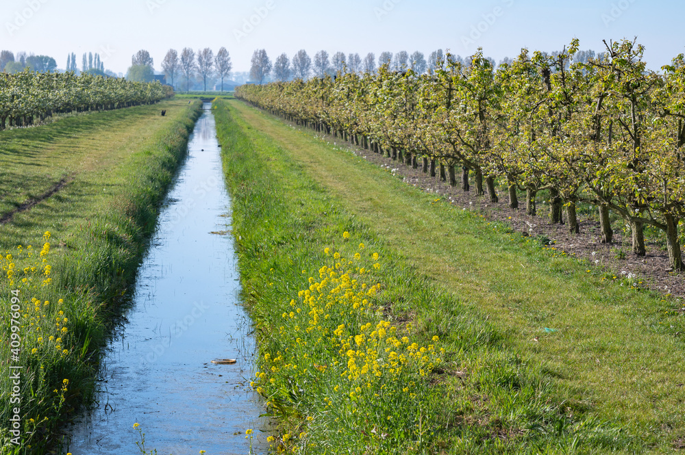 Fototapeta premium Rows with plum or pear trees with white blossom in springtime in farm orchards, Betuwe, Netherlands
