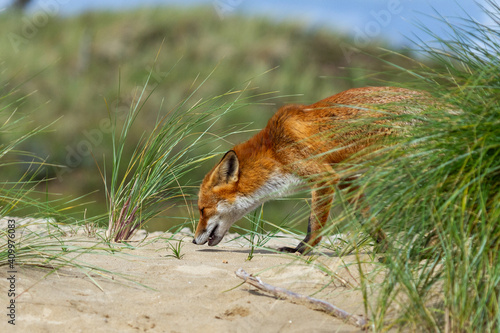 a beautiful fox that lives in the dunes and is looking for food © dennis