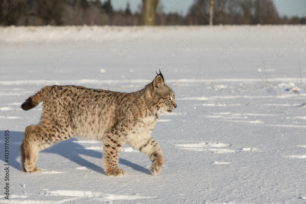 Obraz premium Eurasian lynx, a cub of a wild cat in the snow. Beautiful young lynx in the wild winter nature. Cute baby lynx walks on a meadow in winter, cold conditions.