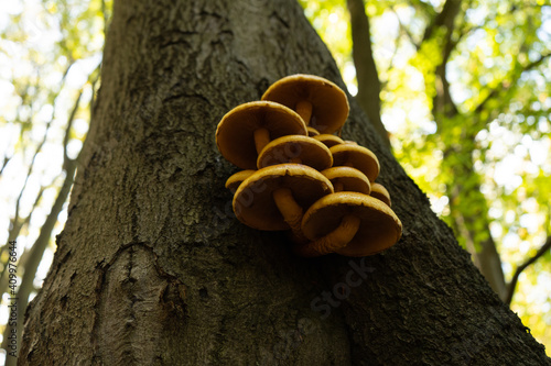 Yellow mushrooms on tree looking up