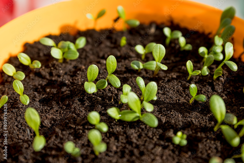 cucumber seedling sprouts in the container ready for plant. Young green plants sprouts in the balcony vegetable garden.Seedlings,greenhouse, farm. Growing vegetables. Farming concept. cucumber seedling sprouts in the container ready for plant. Young green plants sprouts in the balcony vegetable garden.Seedlings,greenhouse, farm. Growing vegetables. Farming concept.