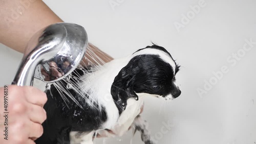 The owner bathes the cute little Chihuahua dog in the tub after taking a bath in the tub.under the shower. photo