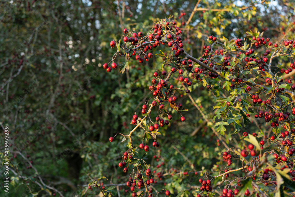 Close up of Hawthorn tree berries