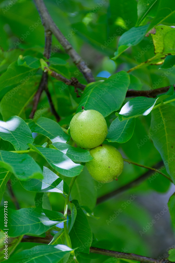 Walnut tree with big unripe nuts in green shell